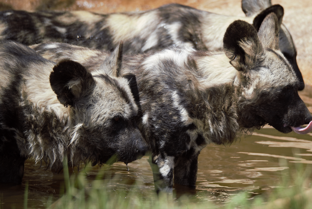 African Painted Dog (Lycaon pictus)
