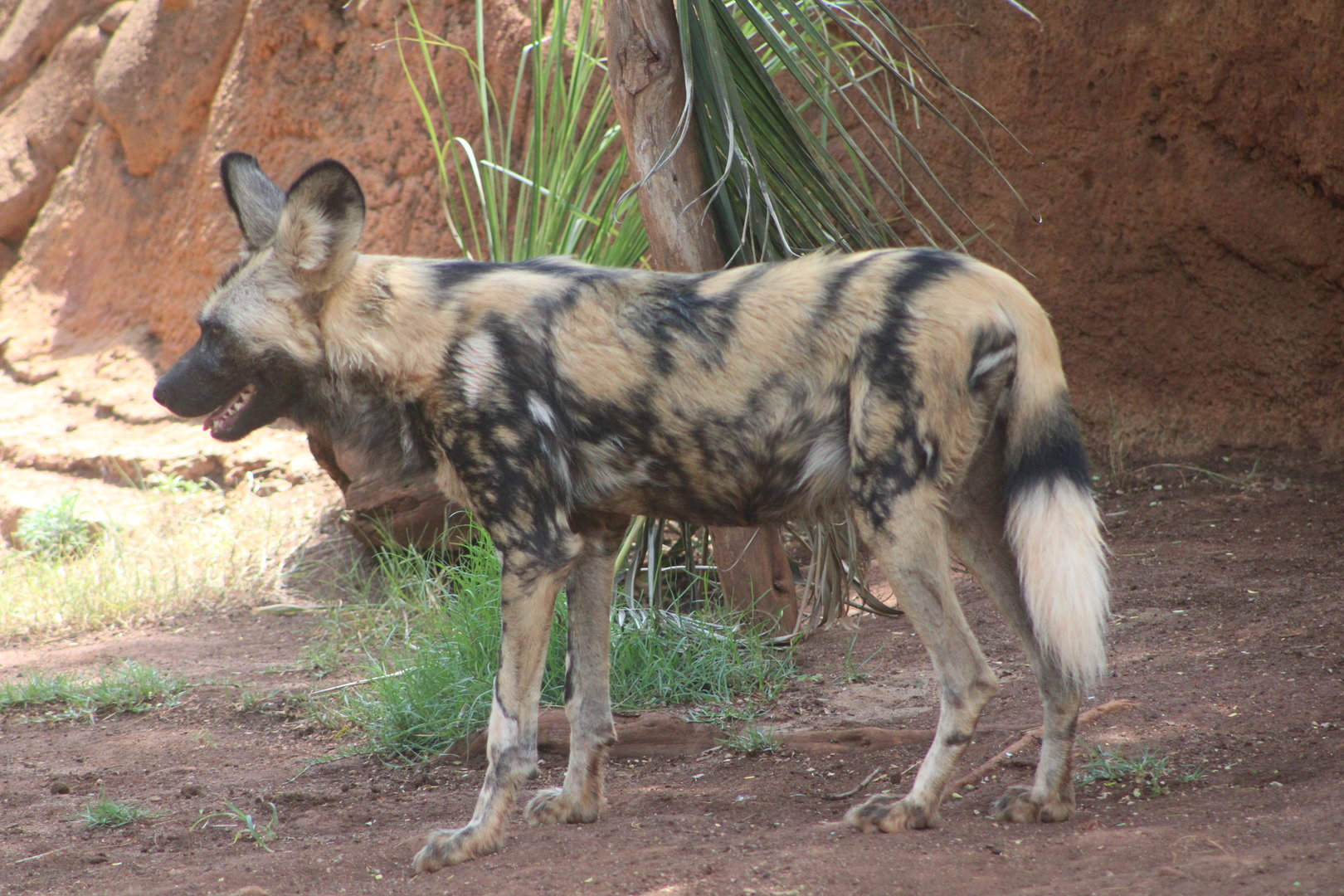 African Painted Dog (Lycaon pictus)