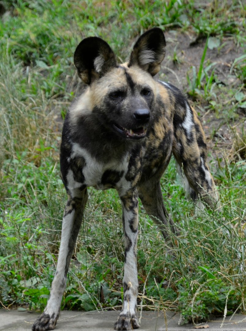 African painted dog Ola