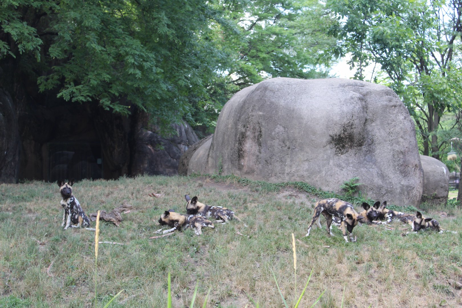 African Painted Dog Pack