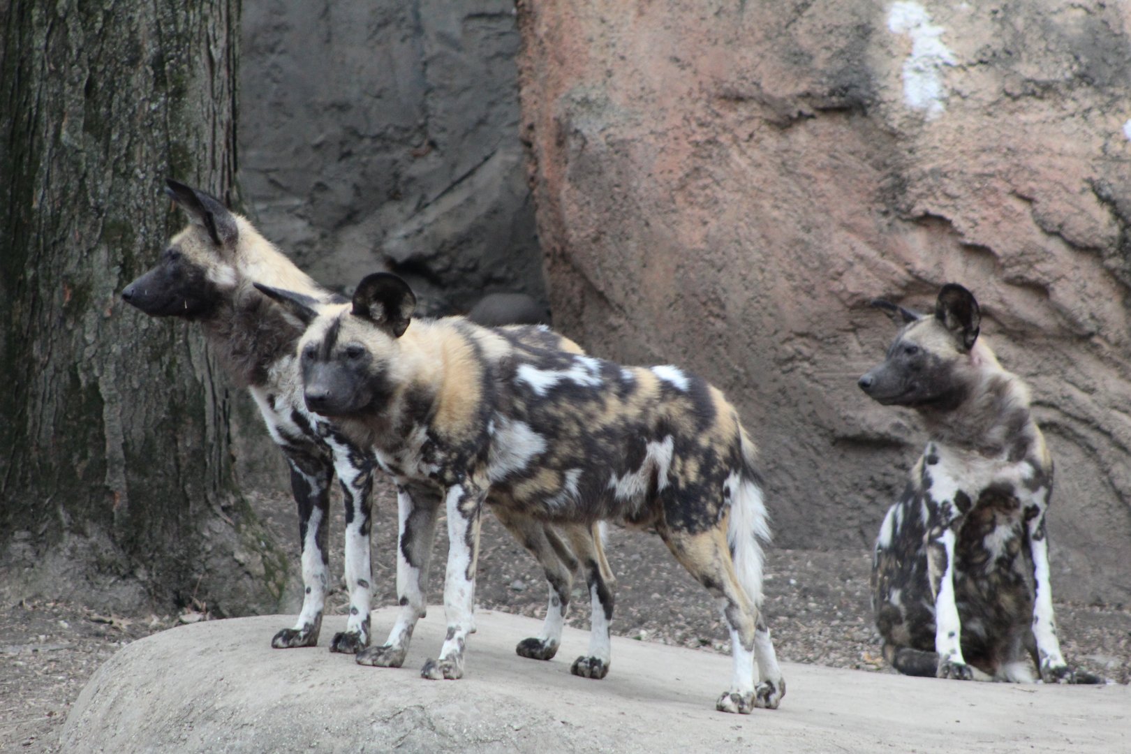 African Painted Dog Pack