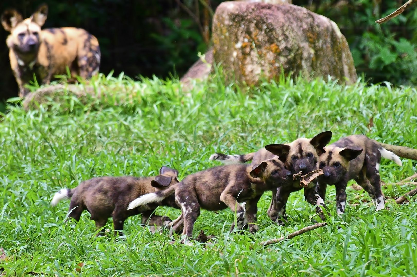 African Painted Dog puppies