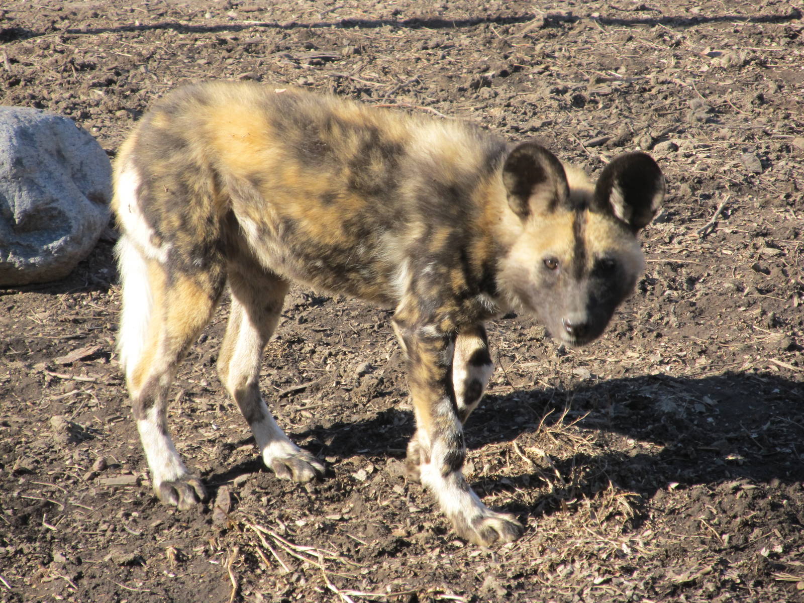 African Painted Dog Puppy