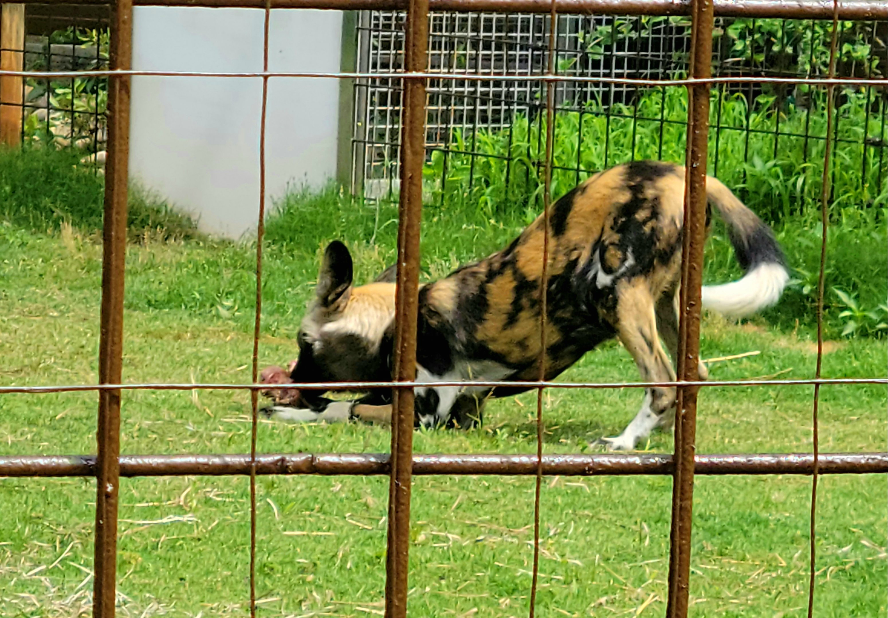 African Painted Dog (Wolf)-Greenville Zoo