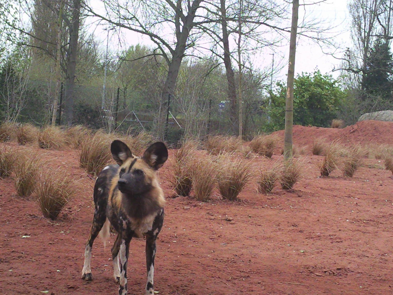 African Painted Dog