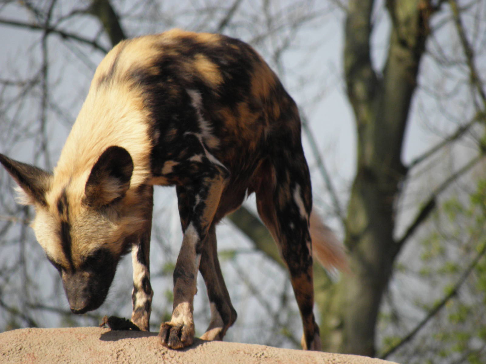 African Painted Dog
