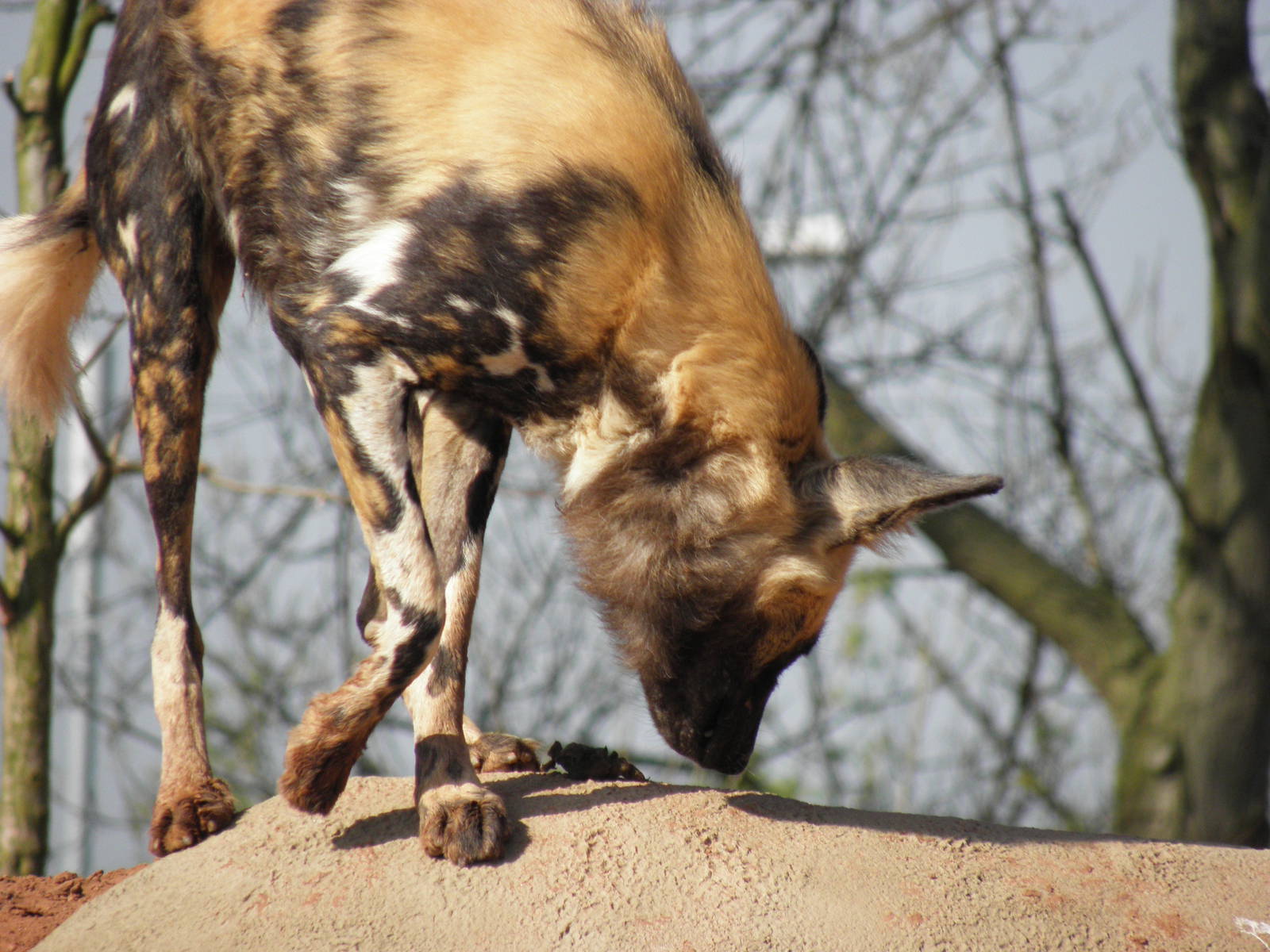 African Painted Dog