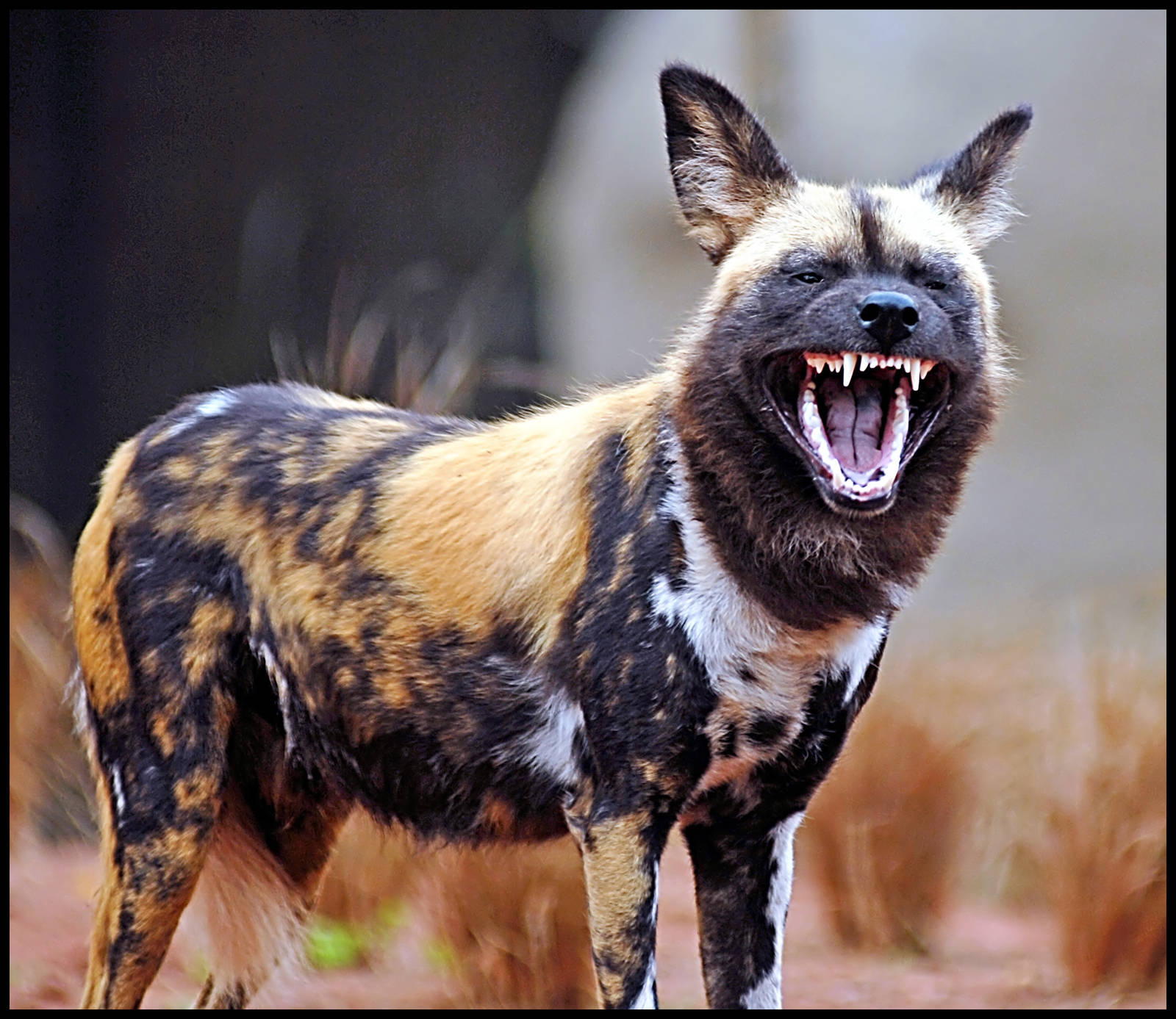 African Painted Dog