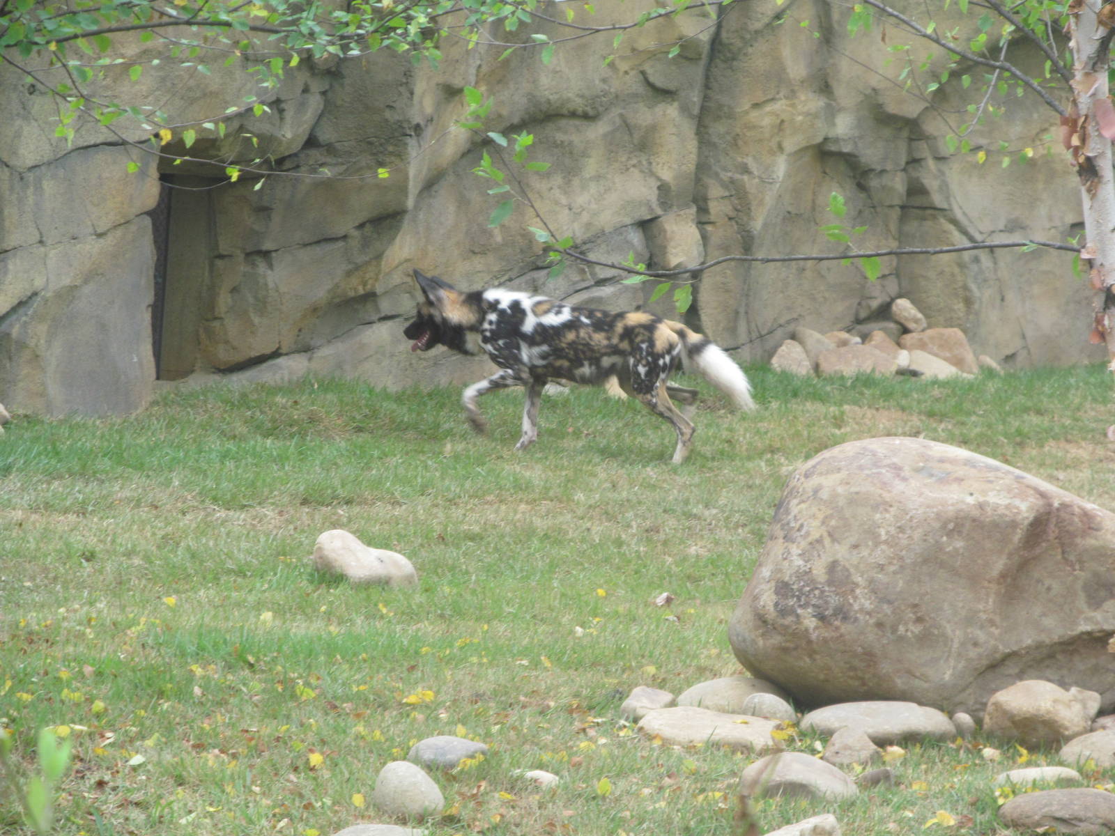 African painted dog