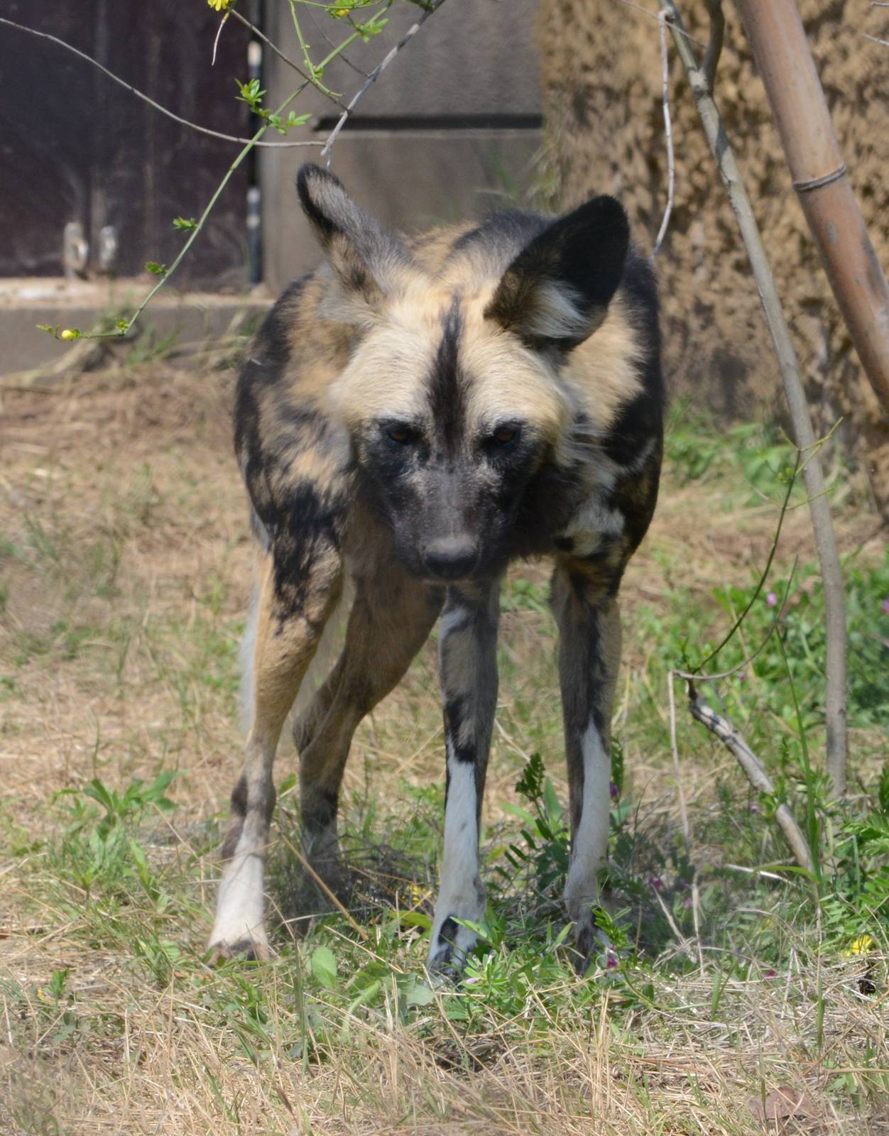 African painted dog