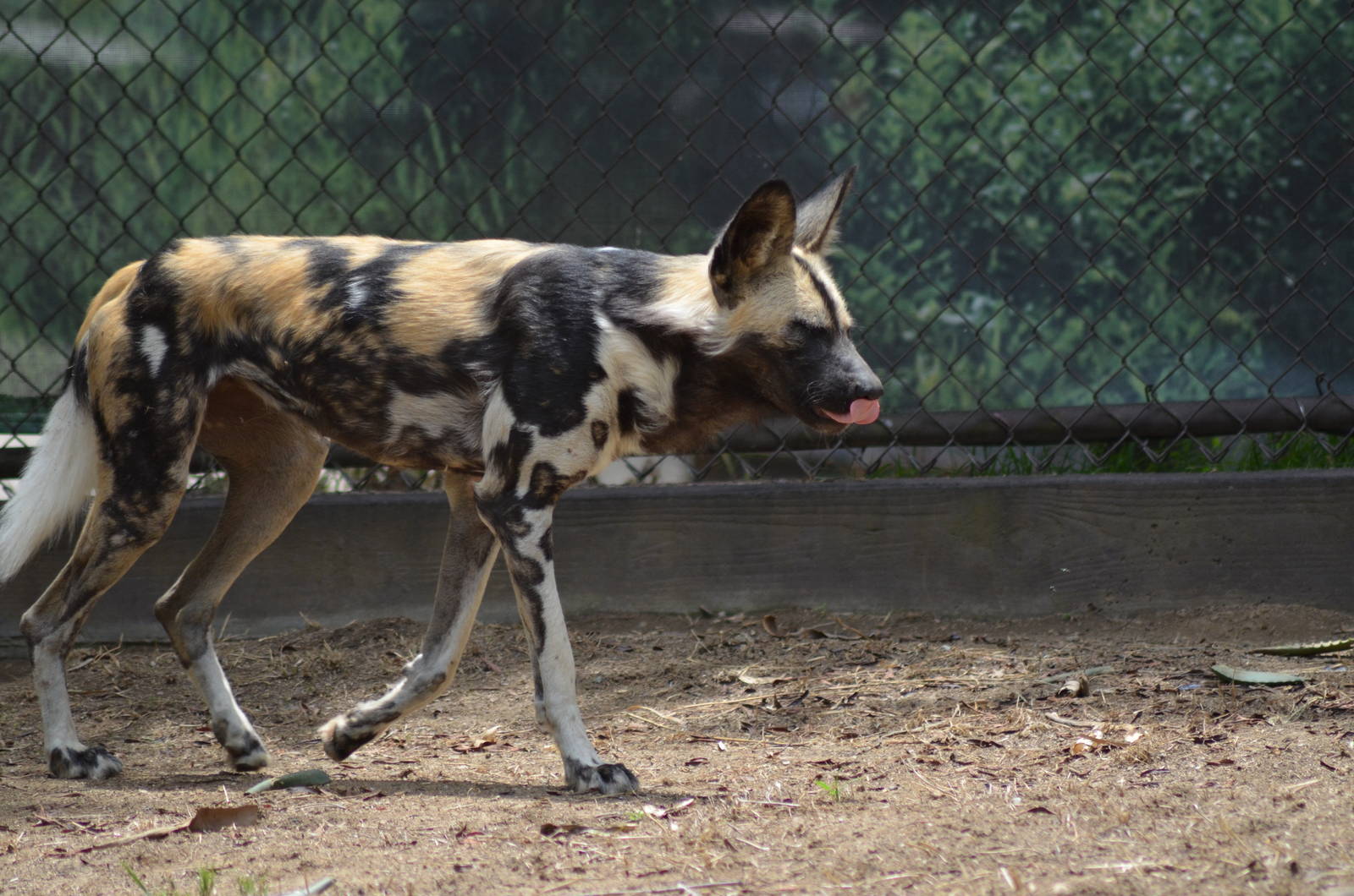 African Painted Dog