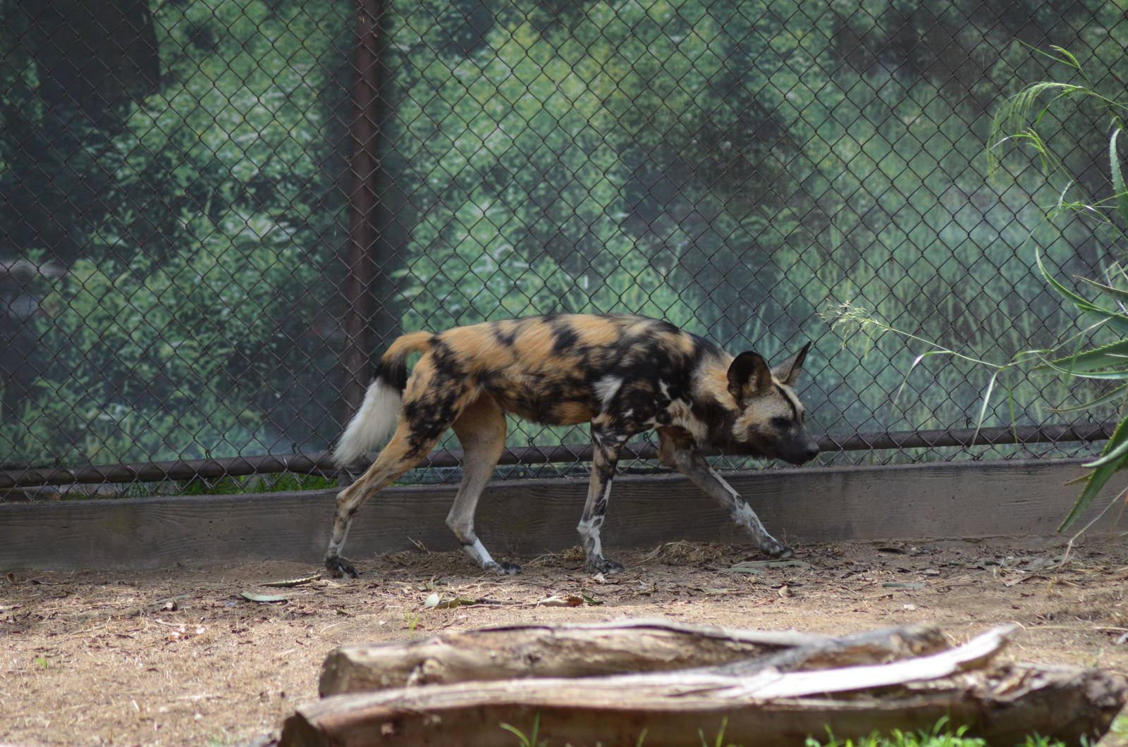 African Painted Dog