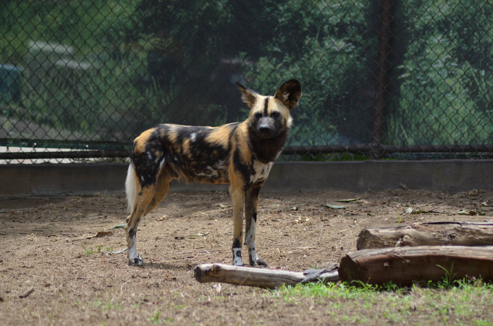 African Painted Dog