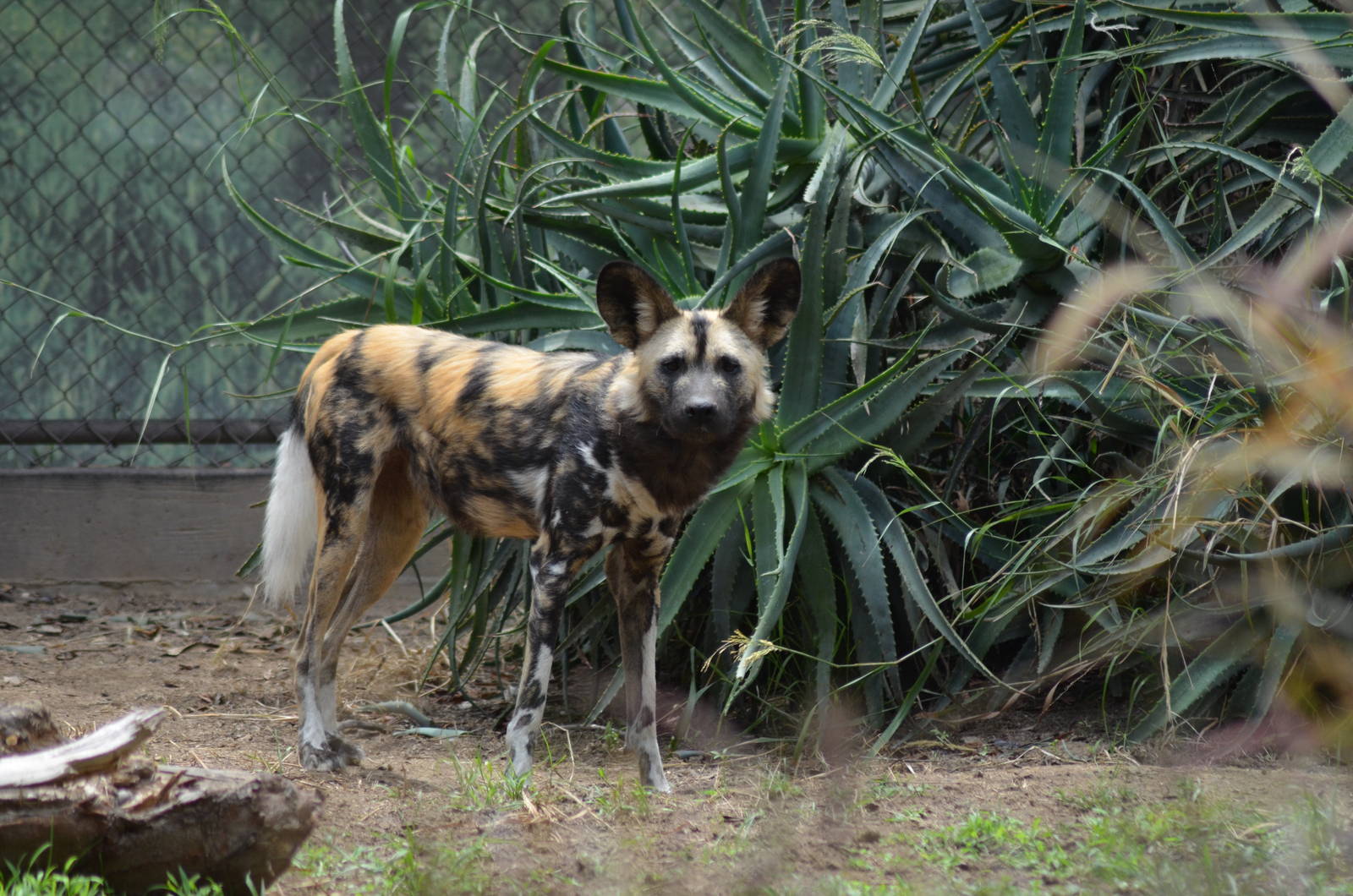 African Painted Dog