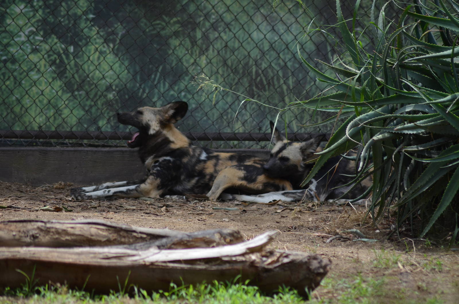 African Painted Dog