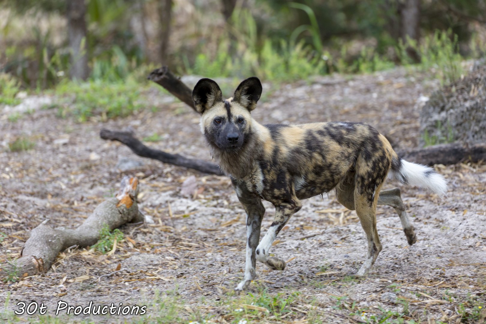 African Painted Dog