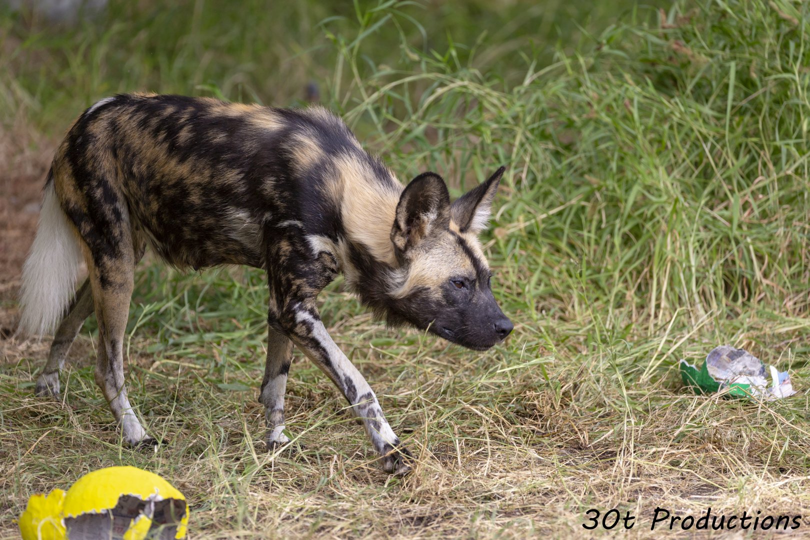 African Painted Dog