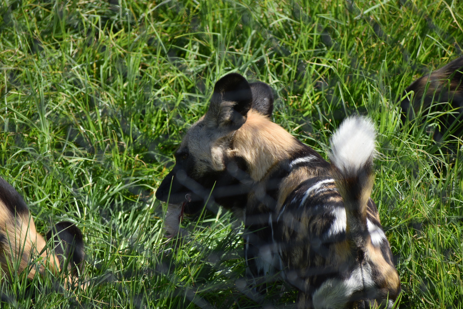 African painted dog