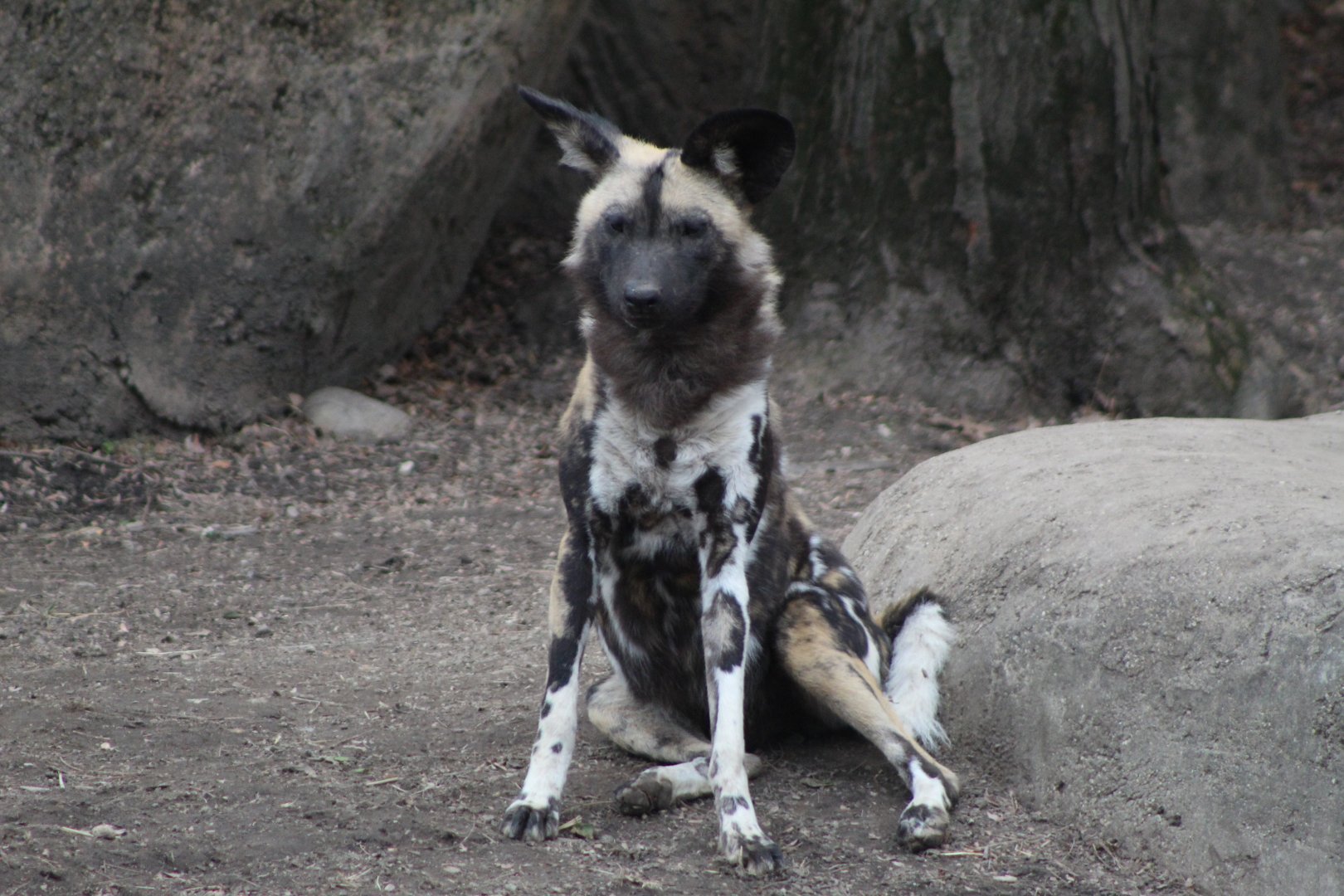 African Painted Dog