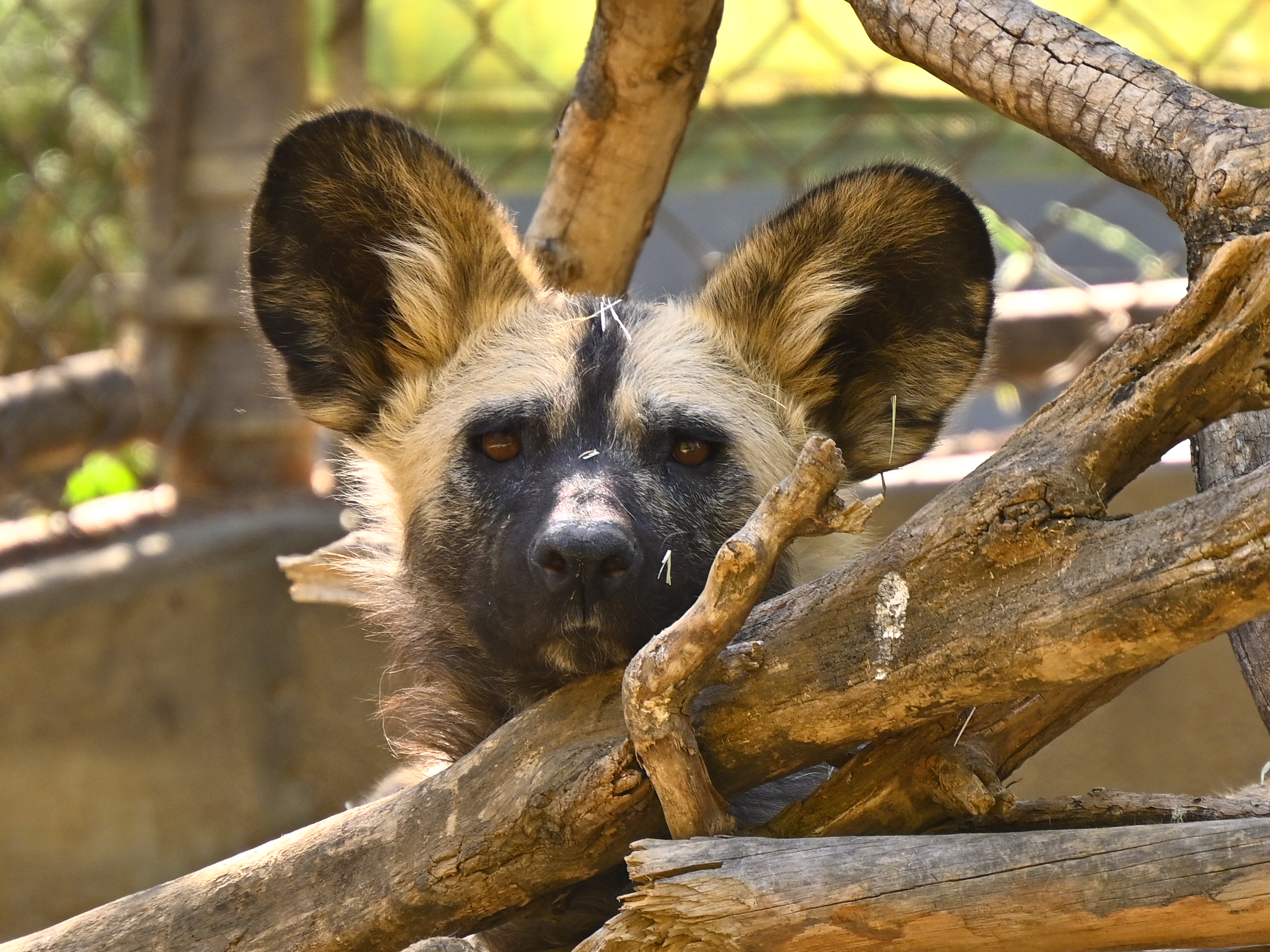 African Painted Dog