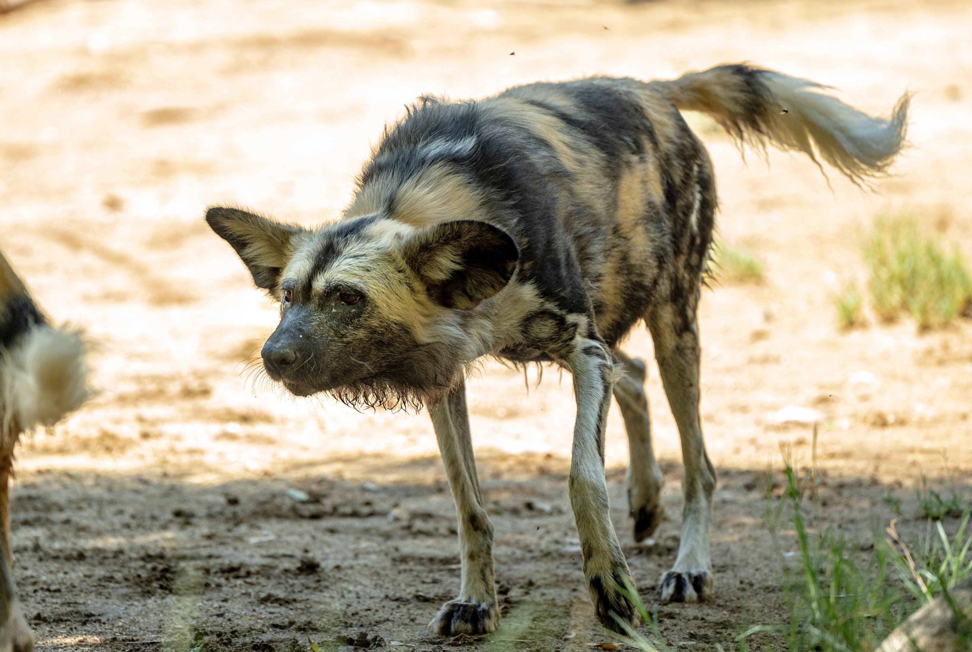 African Painted Dog