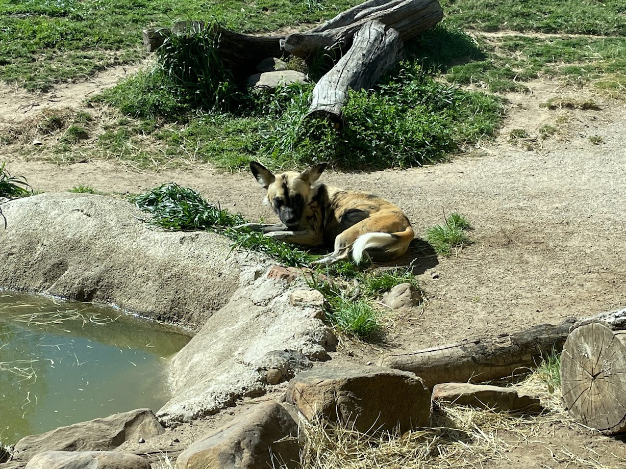 African Painted Dog