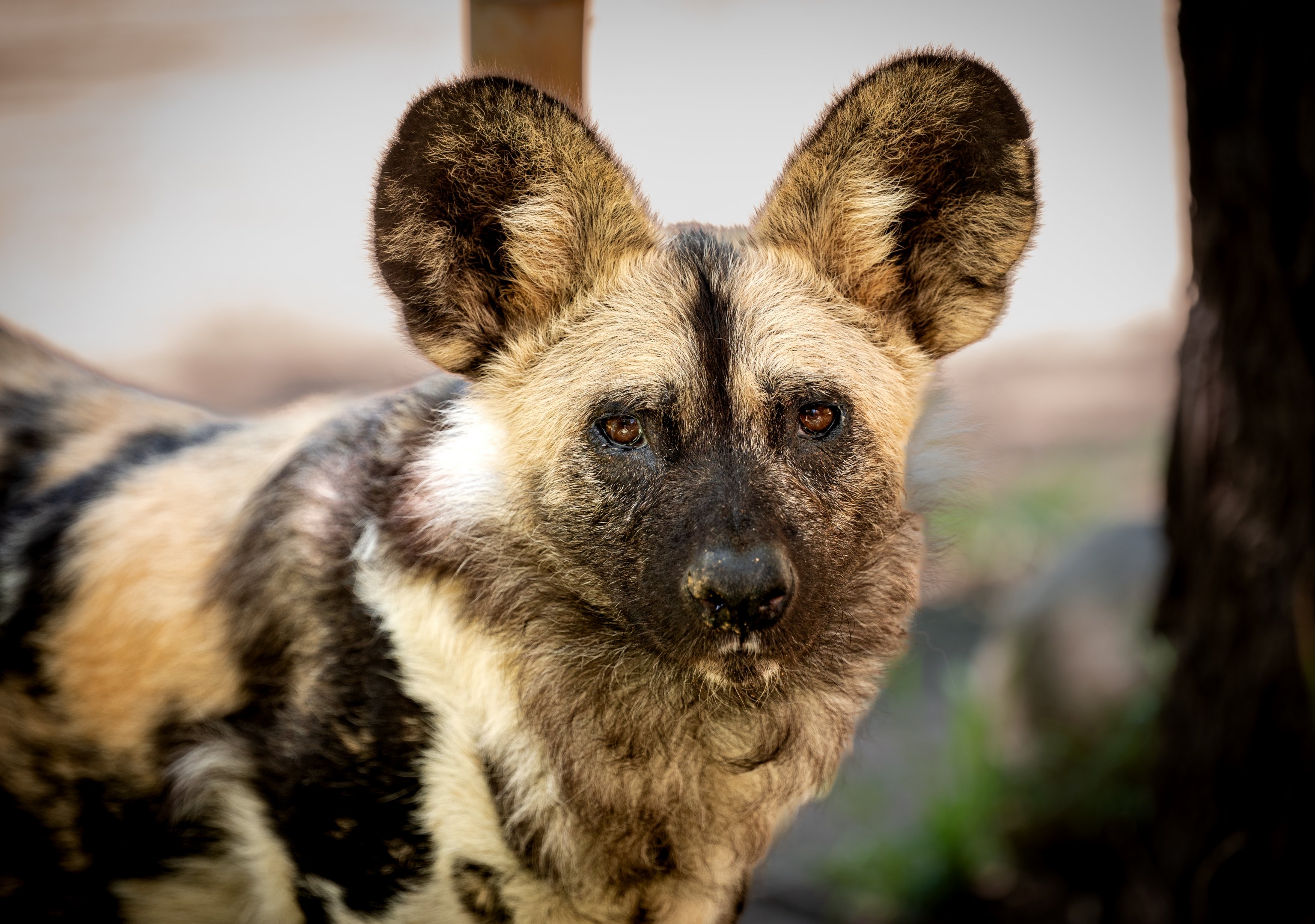 African Painted Dog