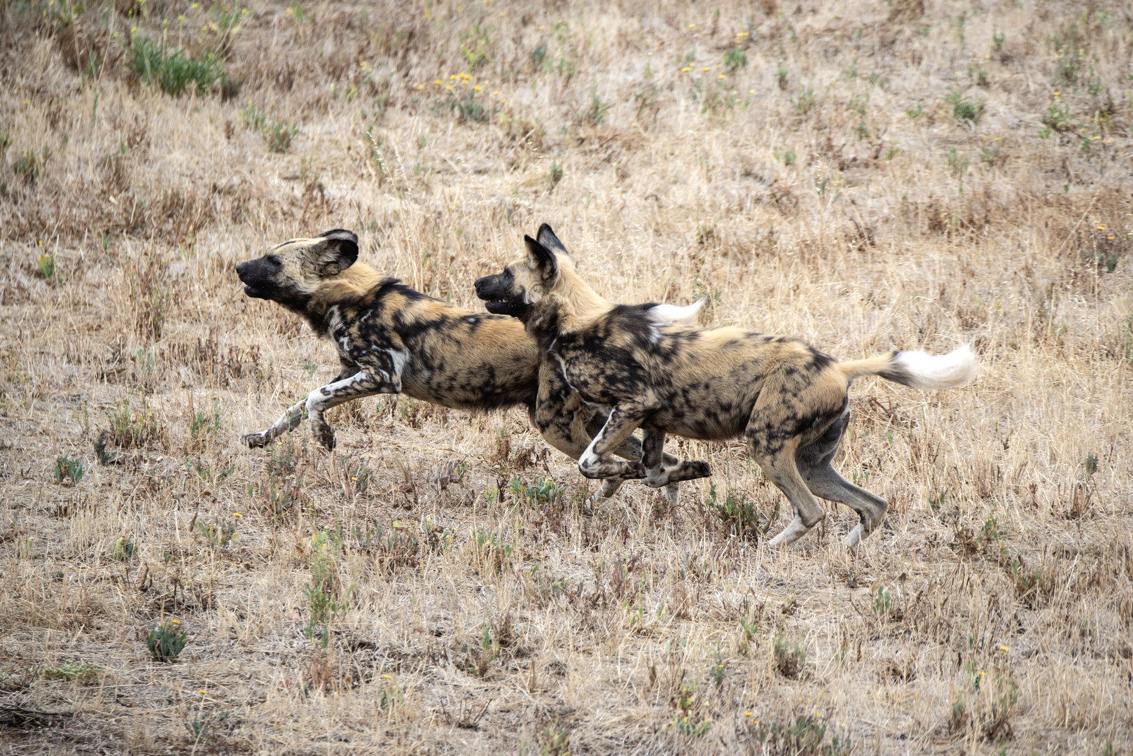 African Painted Dog