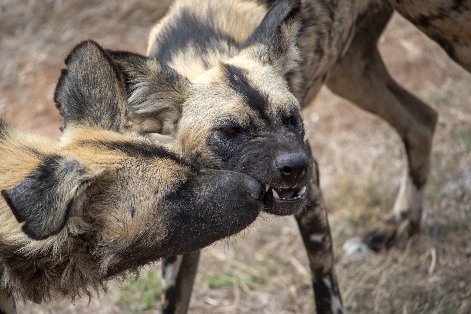 African Painted Dog