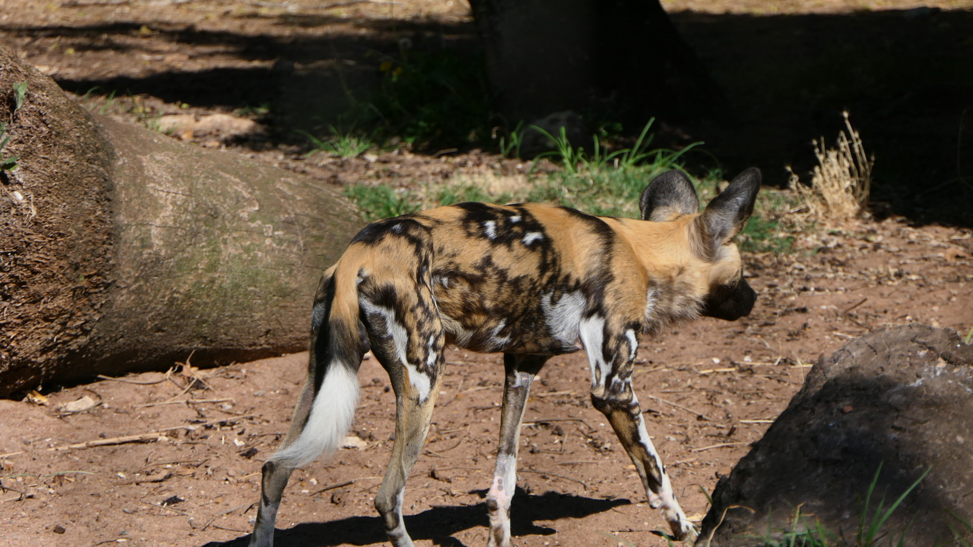 African Painted Dog