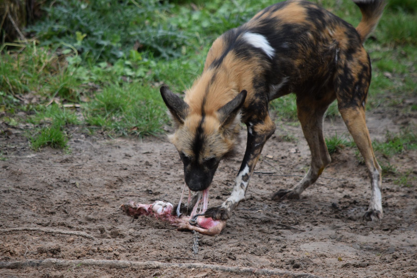 African painted dog