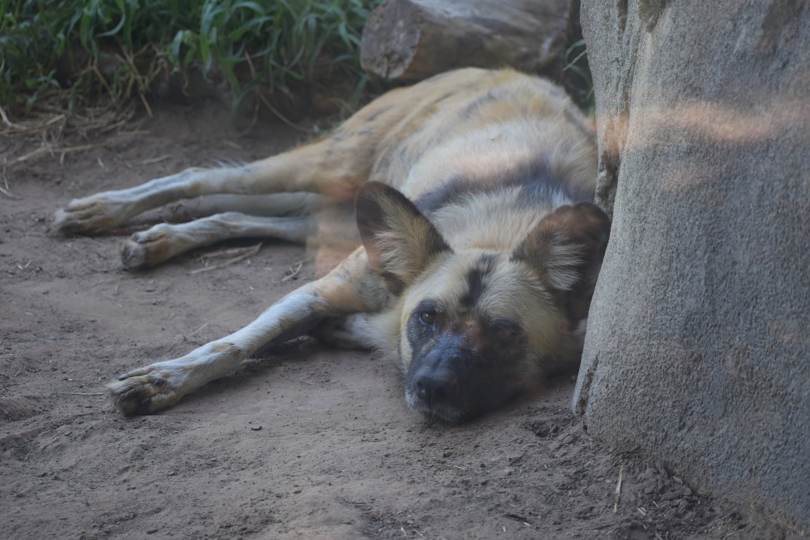 African Painted Dog