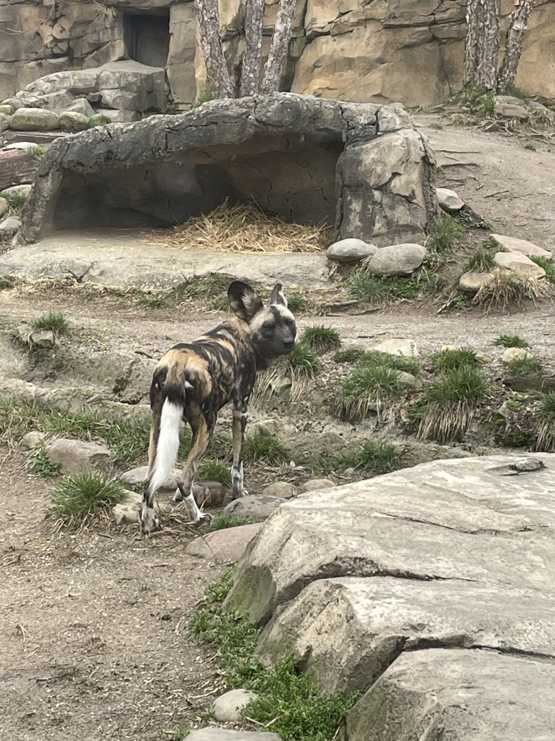 African Painted Dog