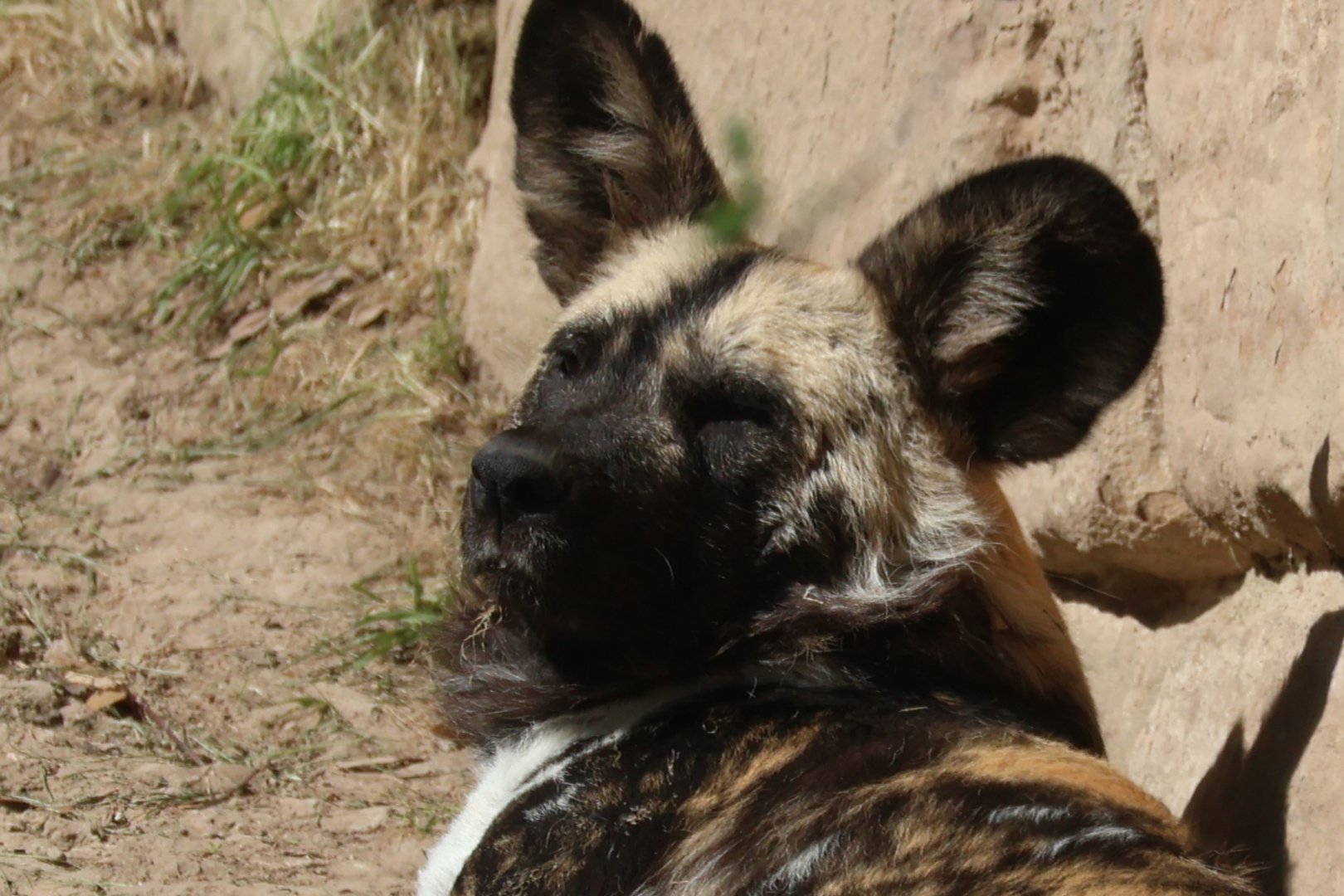 African Painted Dog