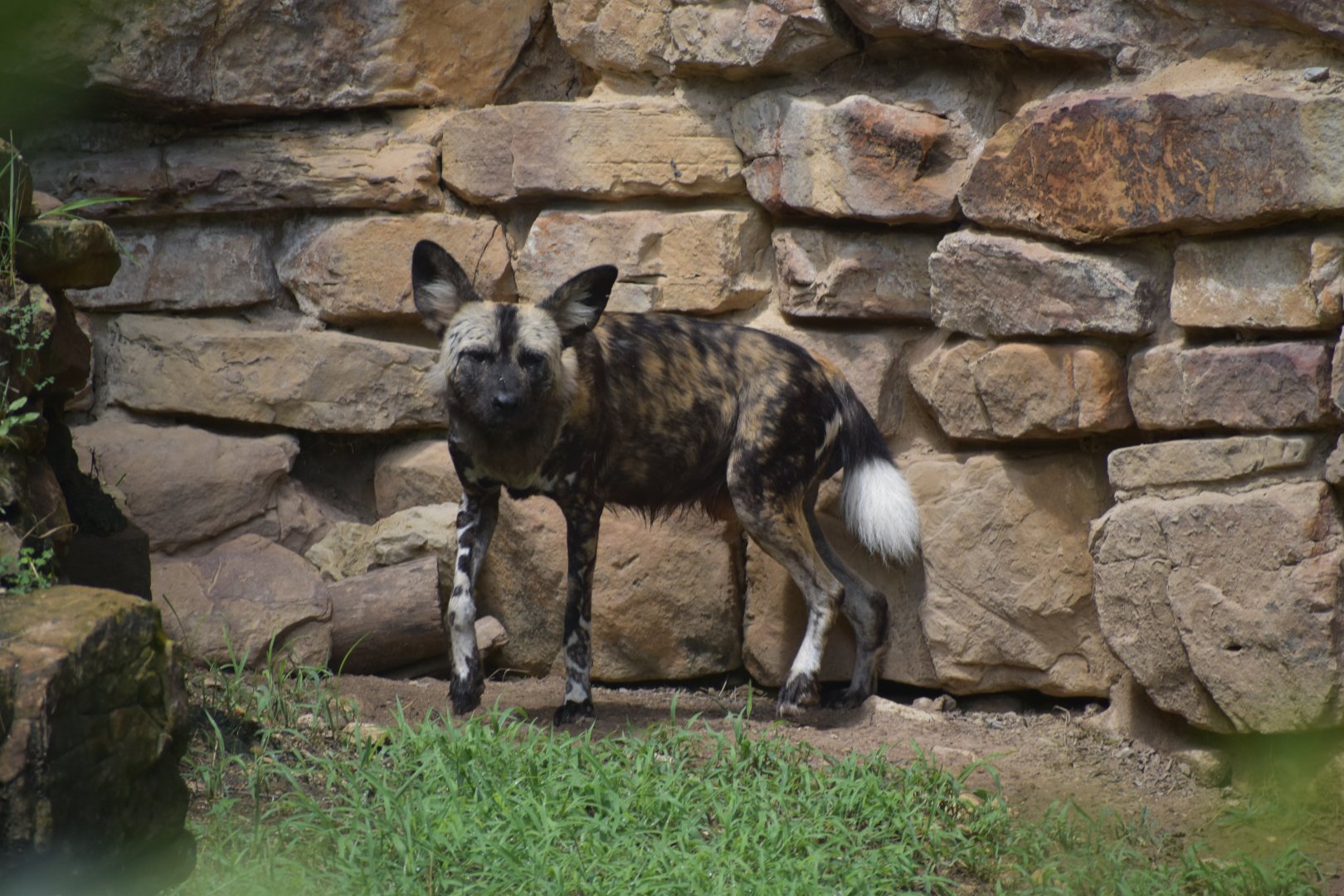 African Painted Dog