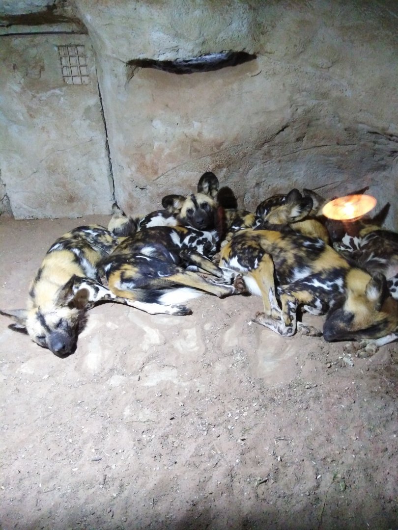 African Painted Dogs 2020