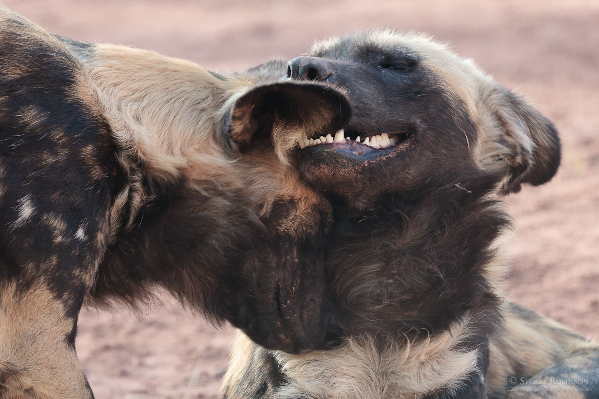 African Painted Dogs - 27/04/2011