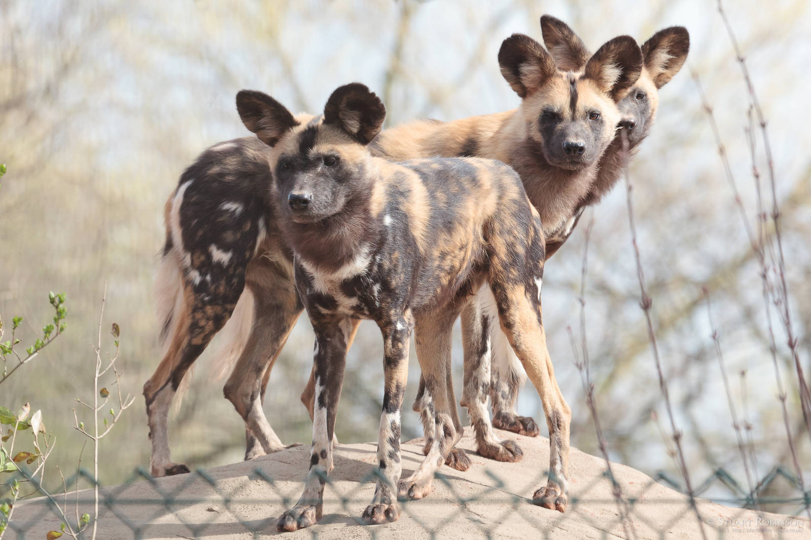 African Painted Dogs - 31/03/2011