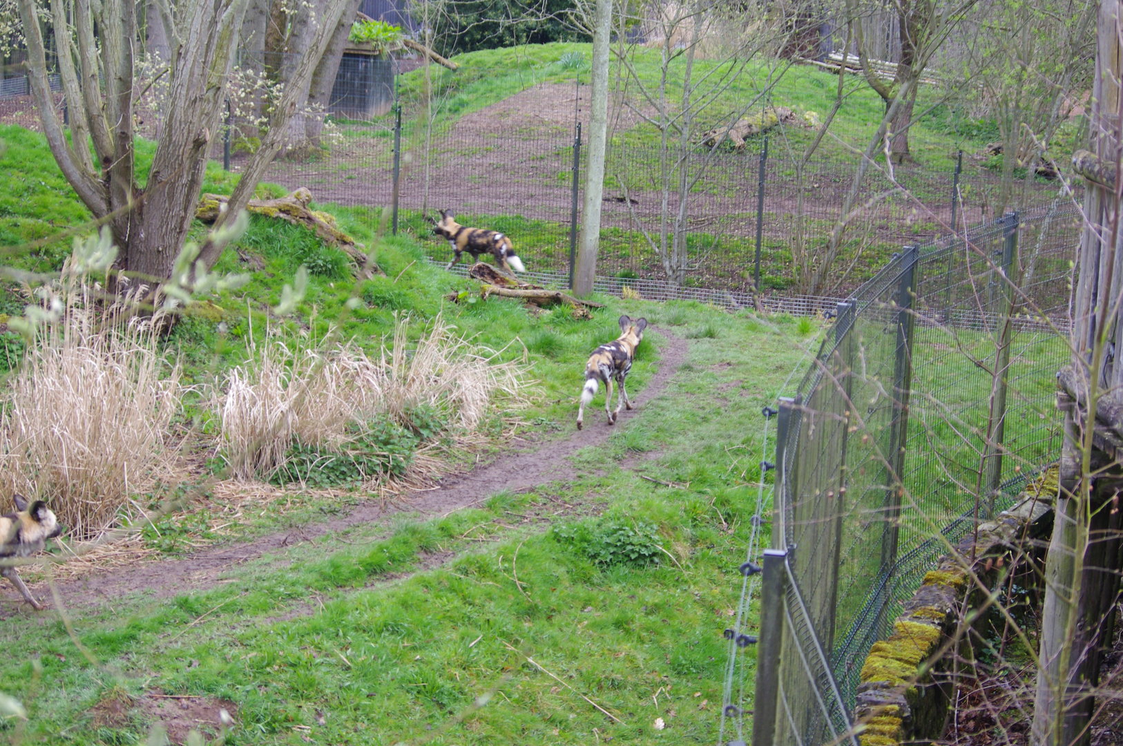 African Painted Dogs- 5/4/2023