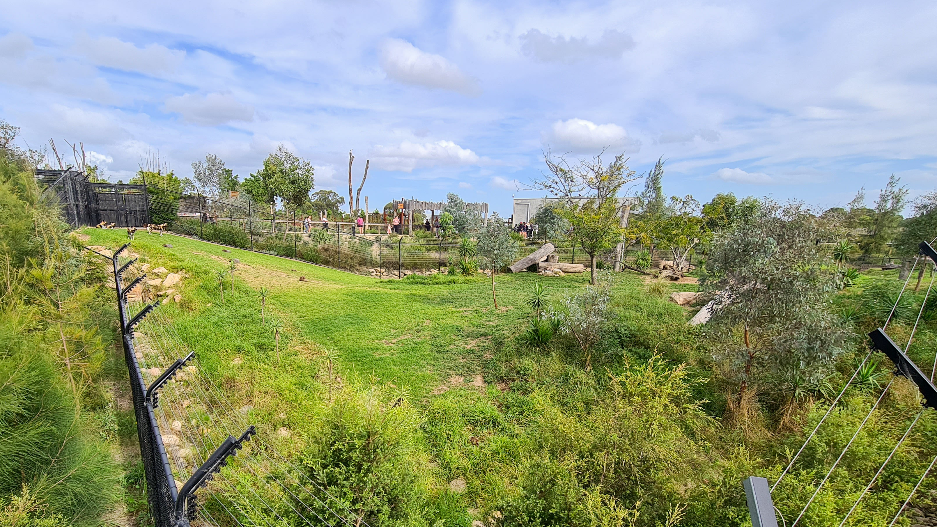 African painted dogs enclosure