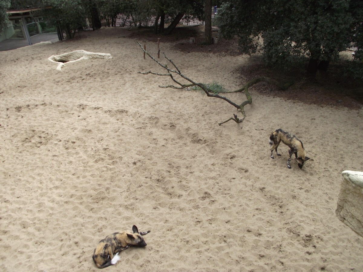 African Painted Dogs from Upper Viewing Area