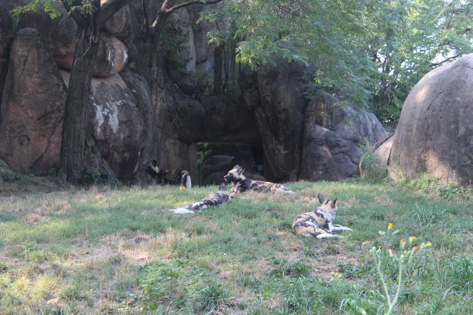 African Painted Dogs - Habitat Africa