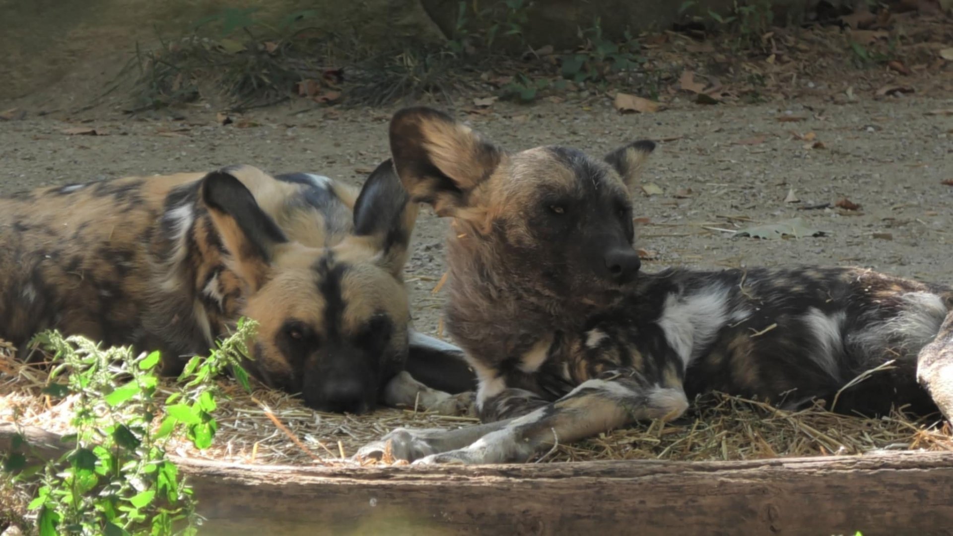 African painted dogs resting