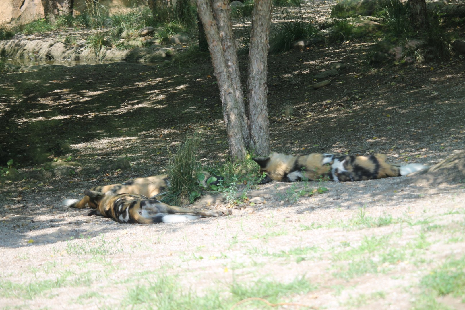 African painted dogs sleeping