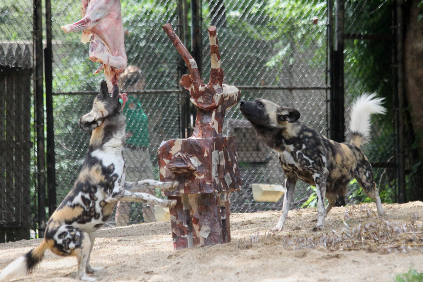 African painted dogs - Topaz (left) and Voltron