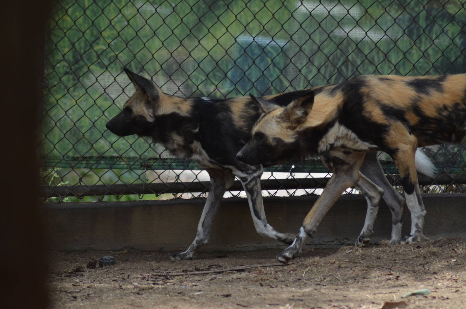 African Painted Dogs