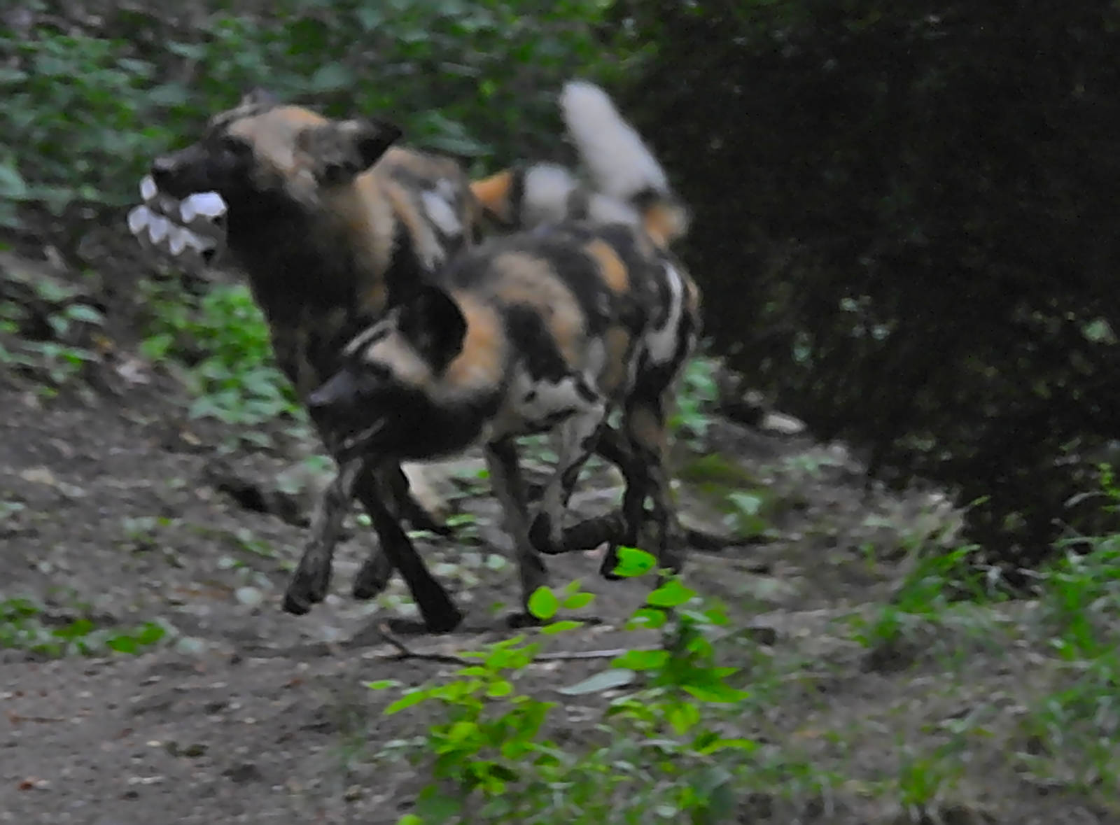African Painted Dogs