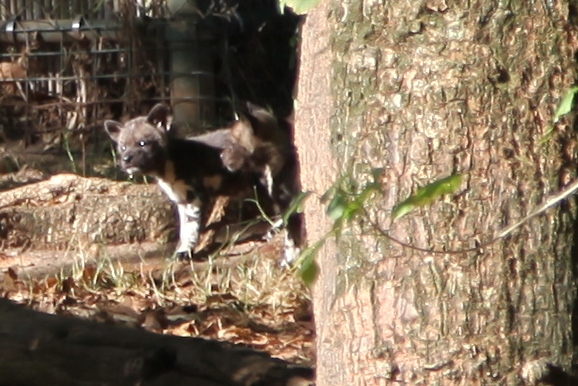 African Painted Dogs