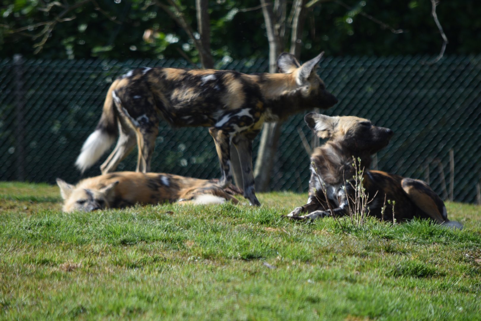 African Painted Dogs