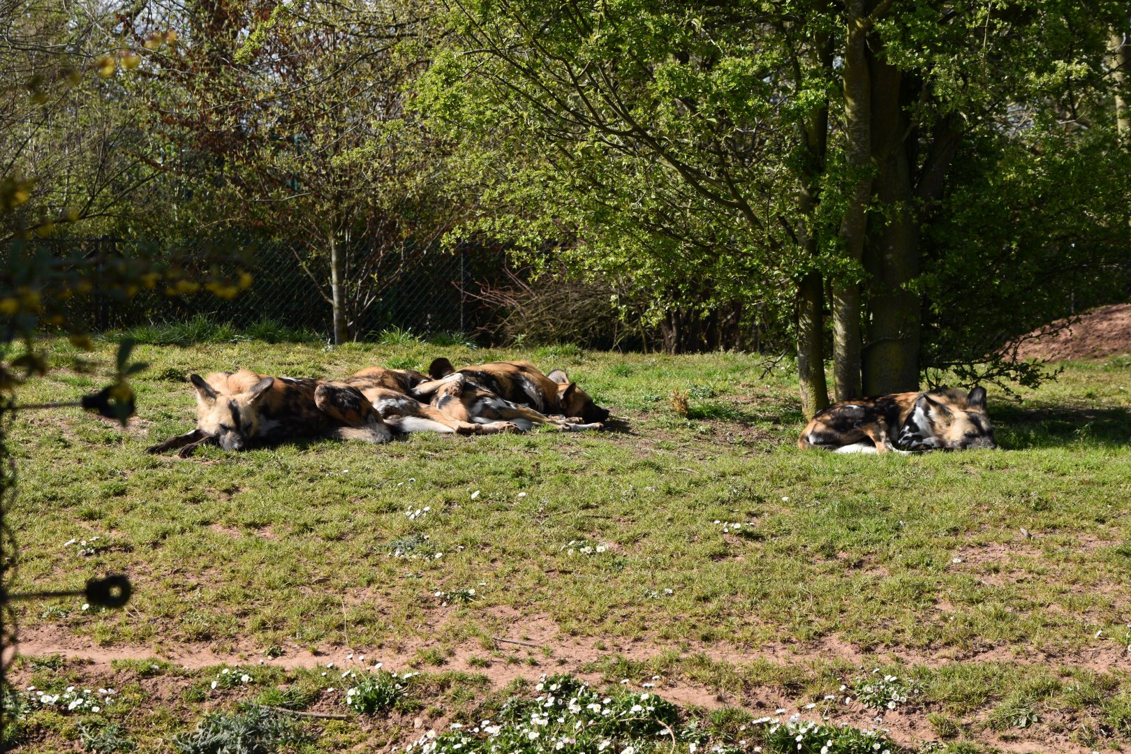 African Painted Dogs